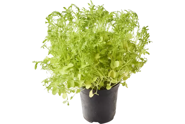 BIO Mosterd frills groen in pot doos 2st